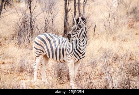 Zèbre repérée dans le sanctuaire de Khama Rhino, au Botswana, en hiver Banque D'Images