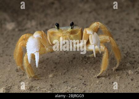 Photo du crabe fantôme de l'Atlantique sur les plages de salvador, bahia, brésil Banque D'Images