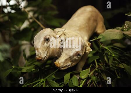 Objets pour sorcellerie, détails de superstition et de satanisme, croyance Banque D'Images