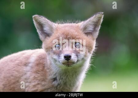 Fox Cubs Banque D'Images