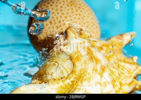 Seashell et corail rond sur verre avec eau de glace sur un fond bleu copie espace de gros plan Banque D'Images