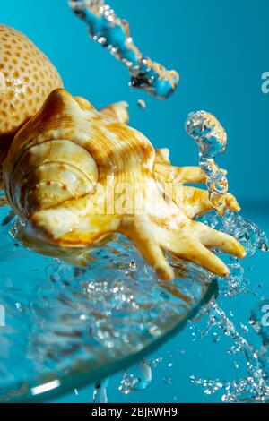 Seashell et corail rond sur verre avec eau de glace sur un fond bleu copie espace de gros plan Banque D'Images