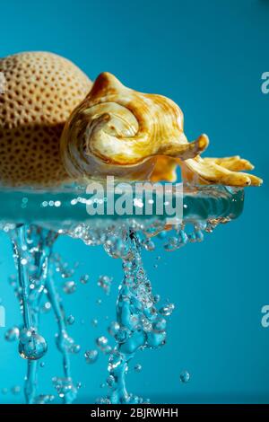 Seashell et corail rond sur verre avec eau de glace sur un fond bleu copie espace de gros plan Banque D'Images