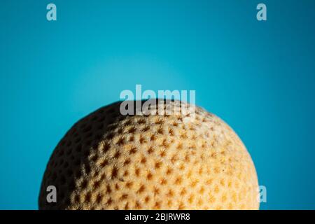 Corail sec sous forme de boule sur fond bleu. Gros plan, espace de copie Banque D'Images