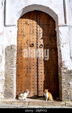 Deux chats errants assis au soleil à la porte en bois de Fès, au Maroc Banque D'Images