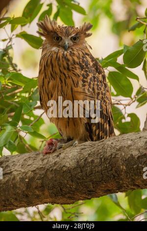 Un chouette de poisson tawny assis sur un arbre avec un tut de poisson (photographié dans le parc national de Corbett, Inde) Banque D'Images