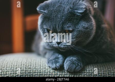 Écossais plient chat gris avec des yeux orange se pose sur la chaise seule et s'ennuie. Rester à la maison coronavirus covid-19 concept de quarantaine Banque D'Images