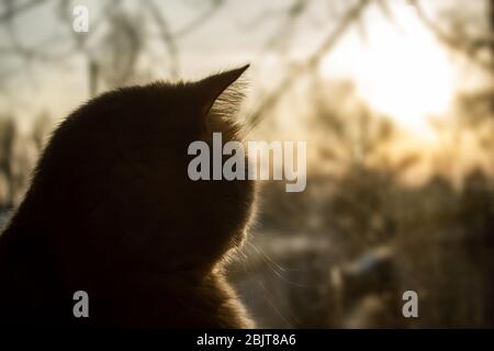 cat dans le soleil couchant regarde les arbres à l'extérieur de la fenêtre Banque D'Images