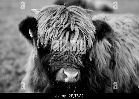 Vache Highland Banque D'Images