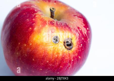 Pomme à ver rouge avec deux trous de pourriture sur fond blanc Banque D'Images