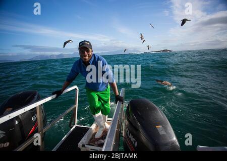 Pêcheur préparant CHUM pour la plongée en cage, avec de grands requins blancs, Afrique du Sud Banque D'Images