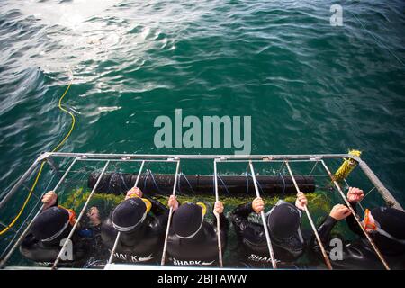 White Knuckle Ride, touristes cage Diving, avec de grands requins blancs, Afrique du Sud Banque D'Images