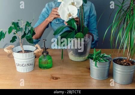 Les mains d'une femme noire qui nettoie les feuilles d'une orchidée blanche avec un tampon de coton sur une table en bois. Mise au point sélective sur le pot. Banque D'Images