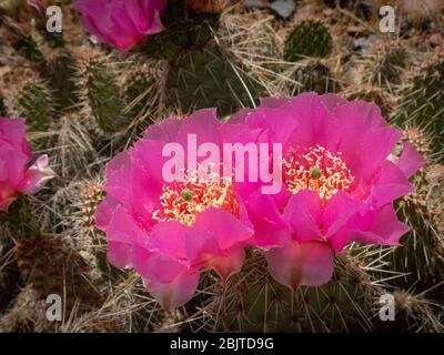 Deux fleurs roses sur un cactus à poirier brun le long du fleuve Colorado, près de Lee's Ferry, dans le nord de l'Arizona. Banque D'Images