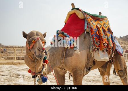 LE CAIRE, EGYPTE - 19 NOVEMBRE 2017 : un joli chameau sur le plateau de Giza Banque D'Images