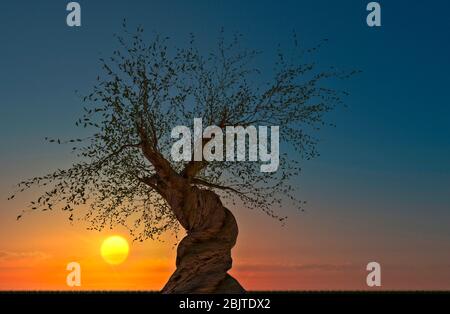 Environnement, la nature rerevendique ses espaces: Un arbre de Pinus longaeva au coucher du soleil. Coffre torsadé, rétroéclairage et silhouette. Changement climatique, réchauffement climatique Banque D'Images