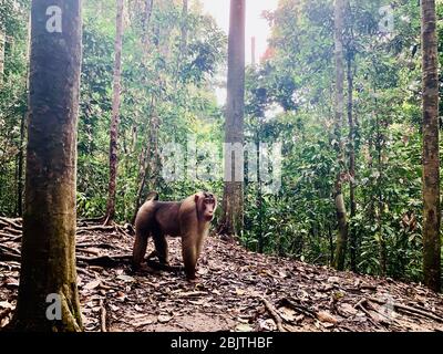 Baboon marchant dans le parc national Bukit Lawag à Sumatra, Indonésie Banque D'Images