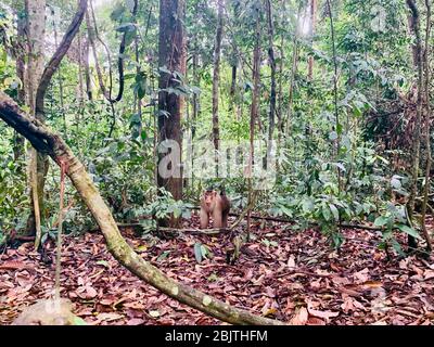 Baboon marche dans le parc national Bukit Lawag à Sumatra, Indonésie Banque D'Images