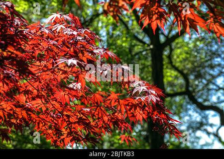 Feuilles d'érable rouge Acer palmatum arbre 'Tama Hime' Banque D'Images