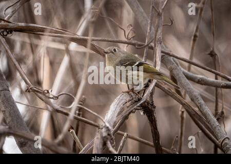 Kinglet couronné de rubis perché dans un arbre au printemps. Banque D'Images