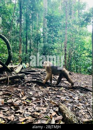 Baboon dans le parc national Bukit Lawag à Sumatra, Indonésie Banque D'Images