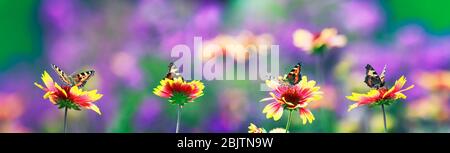 mystérieux lilas naturel panoramique arrière-plan avec papillons assis dans une rangée de fleurs dans le jardin d'été de soirée Banque D'Images