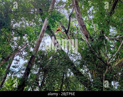 Orangutan Bukit Lawang National Park à Sumatra Banque D'Images