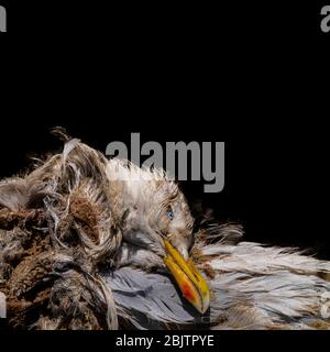 mouette morte à saltburn, dans le nord du yorkshire, au royaume-uni Banque D'Images