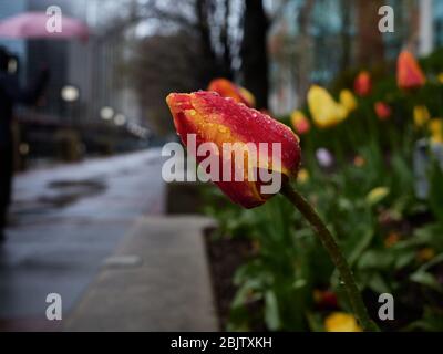 Chicago tulip jardins pendant la pluie Banque D'Images