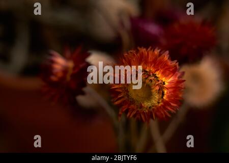 petites fleurs séchées colorées Banque D'Images