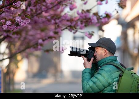 Photographe prenant photo de cerisier japonais rose en journée ensoleillée de printemps. Sakura. Banque D'Images