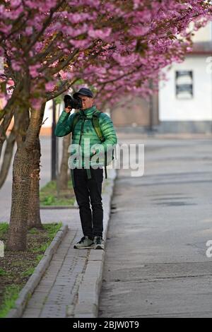 Photographe prenant photo de cerisier japonais rose en journée ensoleillée de printemps. Sakura. Banque D'Images