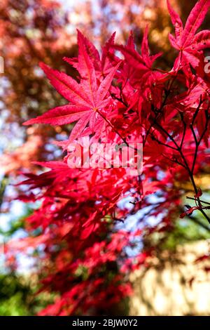 Érable japonais Acer palmatum feuilles rouges Acer 'Corallinum' feuillage soleil de printemps Banque D'Images