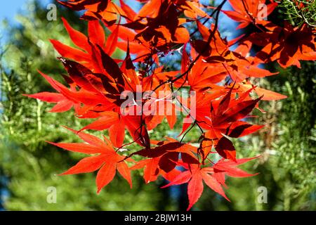 Branche arborescente de l'Acer palmatum 'Bloodggggggggggood' de l'érable japonais Banque D'Images