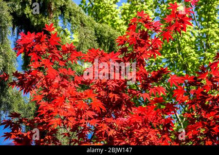 Feuilles de l'Acer palmatum 'Bloodggbon' d'érable japonais Banque D'Images