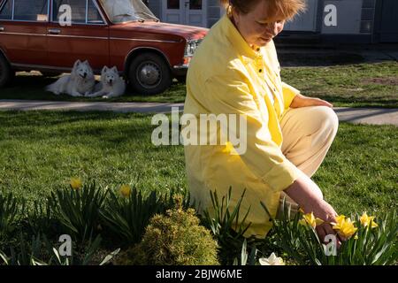 Femme en chemise jaune choisit une fleur d'un flowerbed, ancienne voiture rétro et deux marionnettes samoyées sur le fond Banque D'Images