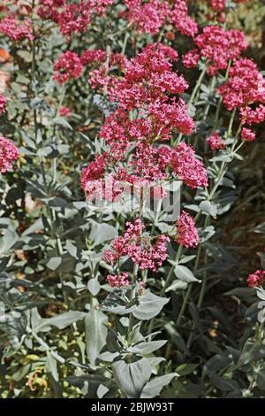 plantes de valériane rouge en pleine floraison Banque D'Images