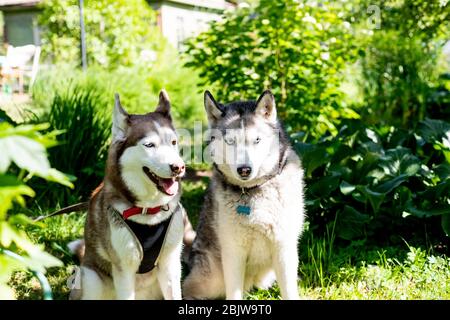 Deux chiens assis près de la maison attendant son maître. husky sibérien sur un fond de campagne.couple de chiens sibériens. Chien contre le Banque D'Images