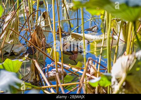 Canard mandarin mâle se cachant parmi les feuilles de lotus dans le lac Beihai, parc Beihai à Beijing, Chine Banque D'Images