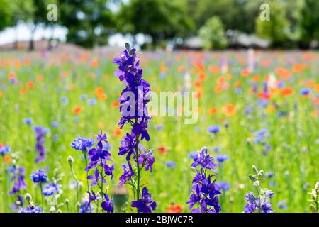 Gros plan de fleurs de Bluebonnet pourpre fleurit dans un pré un après-midi ensoleillé avec une couverture de fleurs rouges et pourpre en arrière-plan. Banque D'Images