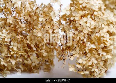 Fleurs séchées isolé sur fond blanc Banque D'Images