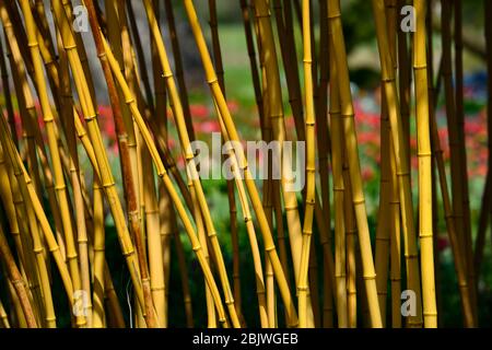 phyllostachys vivax aureocaulis,bambou doré,bambou de tige jaune,bambou de bois chinois, bambous,structure,plante structurale,plantes,RM Floral Banque D'Images