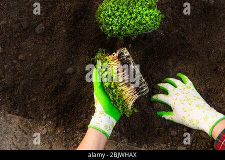 Germes de pois microverts dans les mains des femmes avec des gants de jardinage germes crus, microgreens, concept de saine alimentation Banque D'Images