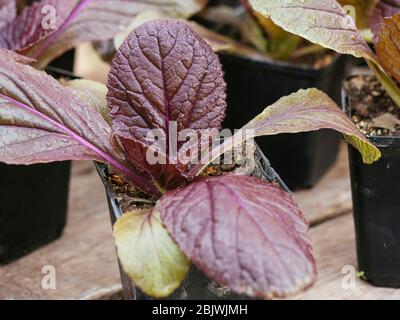 Plants de chou nappa rouge 'carlette F1' (Brassica rapa subsp. Pekinensis) Banque D'Images