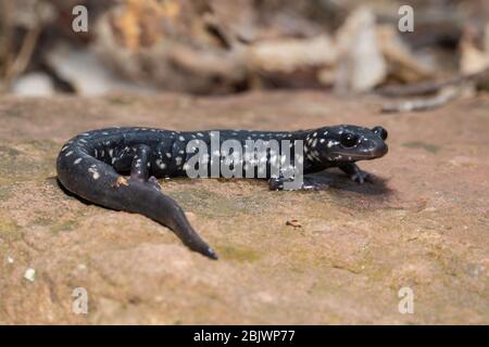 Salamandre affinée, comté de Huntingdon, PA, États-Unis - glutinose de Plethodon Banque D'Images