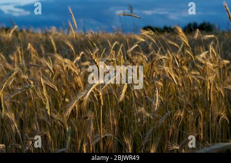 Épillets de seigle au soleil du soir, champ, couleurs chaudes, ciel bleu, Biélorussie, été, cru, doré Banque D'Images