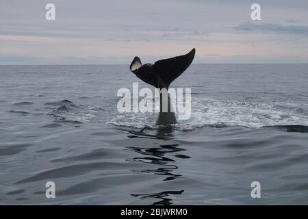 Épaulard ou orca (Orcinus orca) qui plonge sa queue dans l'eau, près de Puerto Piramides, Patagonia, Argentine Banque D'Images