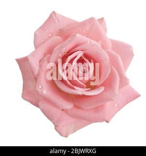 Belle rose rose isolée sur fond blanc. Rose rose fleur Banque D'Images