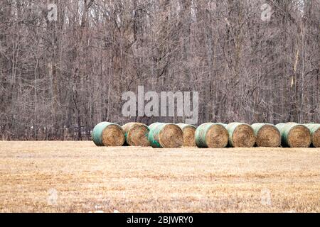 Plusieurs rouleaux, ou balles rondes, de foin se trouvent dans un champ agricole devant une zone boisée en hiver. Banque D'Images