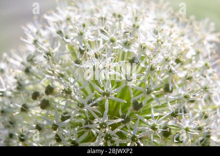 Boule blanche de fleur d'oignon dans le parc de Muzeon , Moscou - beauté de la nature au début de l'été ! Banque D'Images